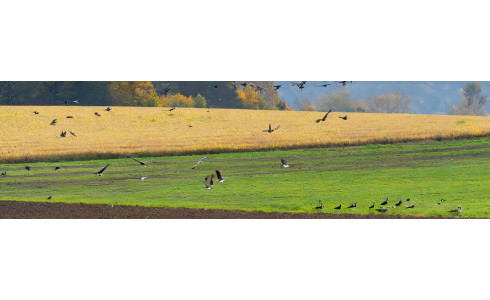 PROTÉGEZ VOS CULTURES : LES MEILLEURS EFFAROUCHEURS